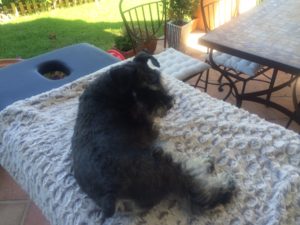 Canine Spondylosis review