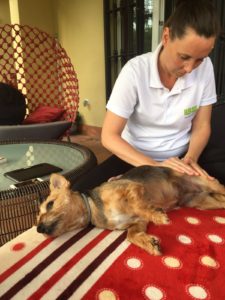 Ageing / Old Dogs Massage Therapy 