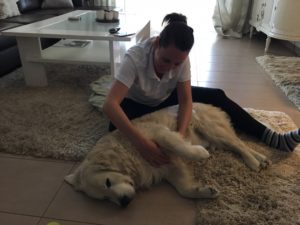 Dog massage for Arthritis