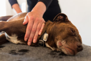  massage  for dogs - Estepona