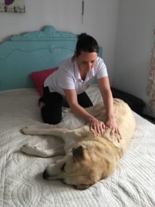 Dog massage
